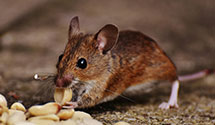 24 Hour & Emergency Exterminators in Hasty, CO